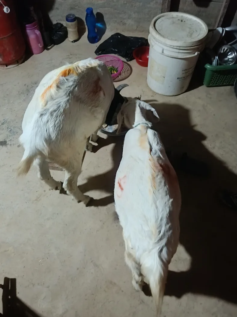 Jamunapari Goat in  BIHAR