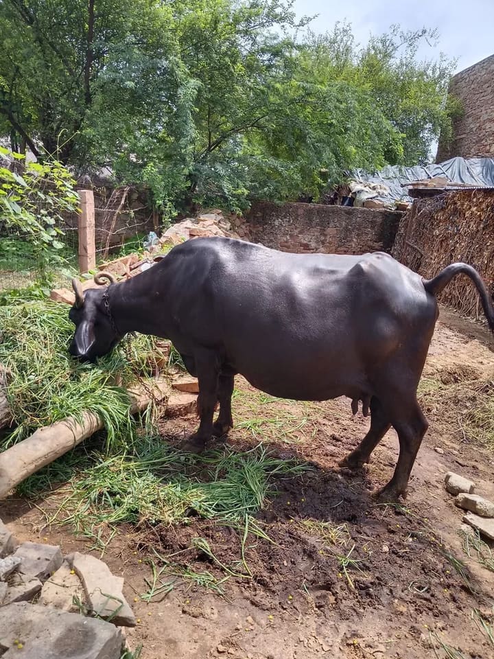 Murrah Buffalo in  RAJASTHAN