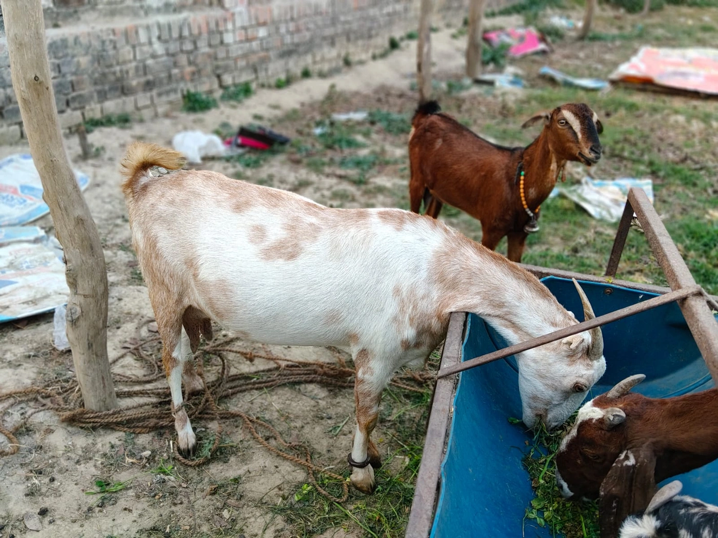 Barbari Goat B0418, District:  LUCKNOW, State:  UTTAR PRADESH