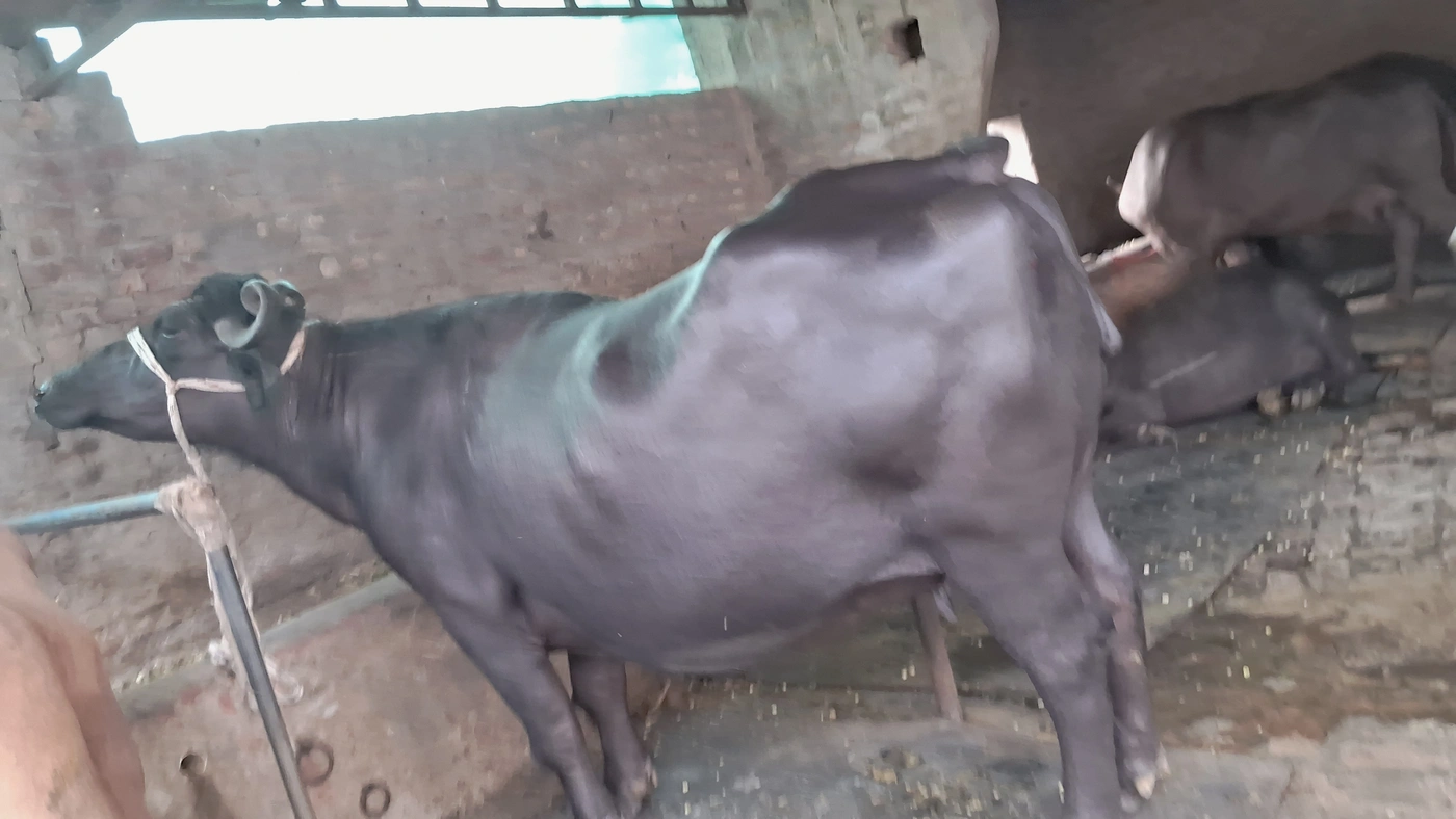 Murrah Buffalo M4465 in  PUNJAB