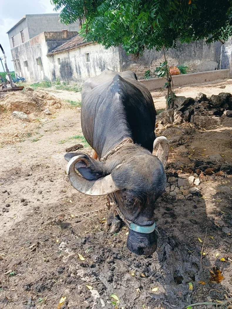 Jafarabadi Buffalo J0481 in  GUJARAT
