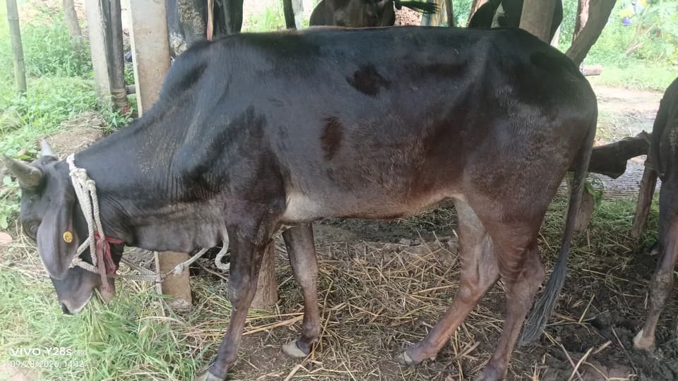 Vechur vasardi Heifer Cow O0542 in  GUJARAT