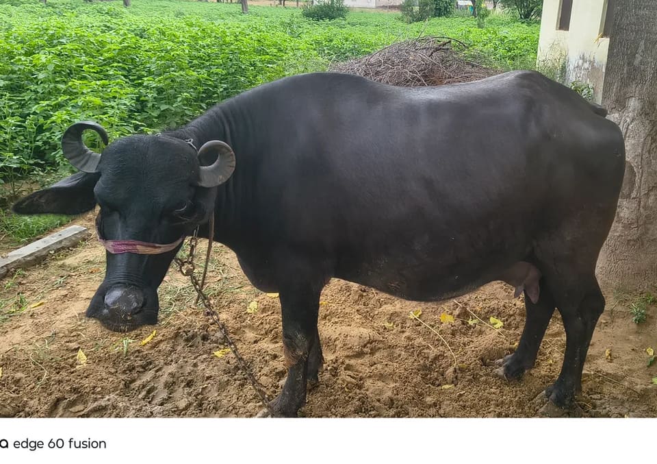 Murrah Buffalo M4578 in  RAJASTHAN