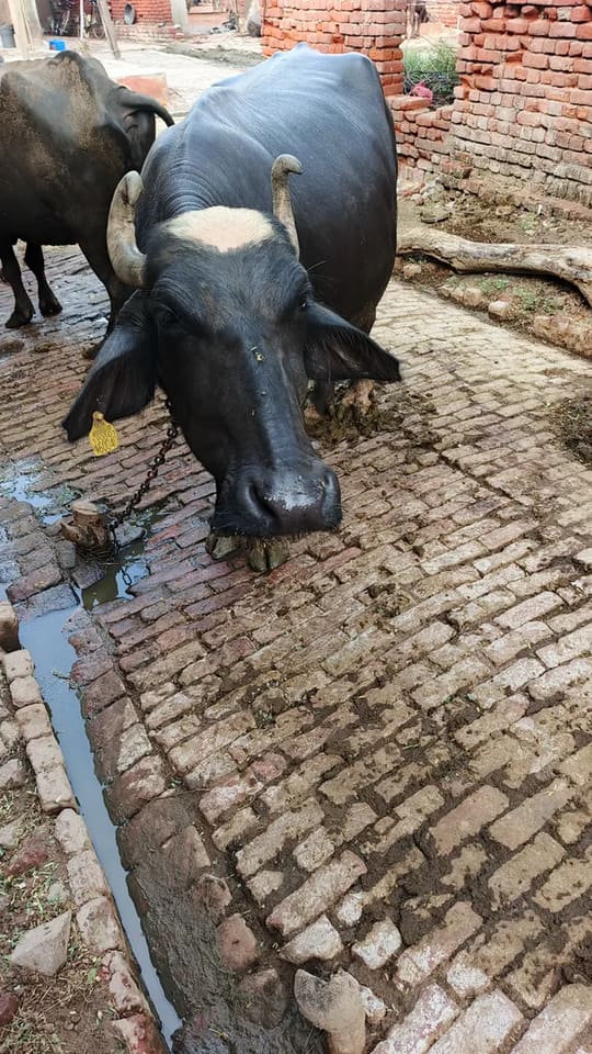 Nili Buffalo in  UTTAR PRADESH