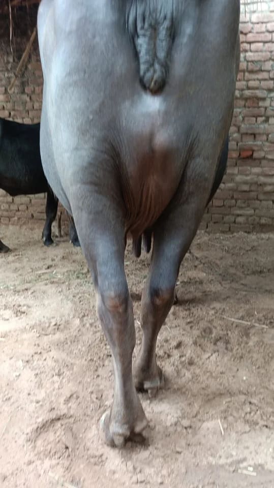 Others Buffalo in  HARYANA