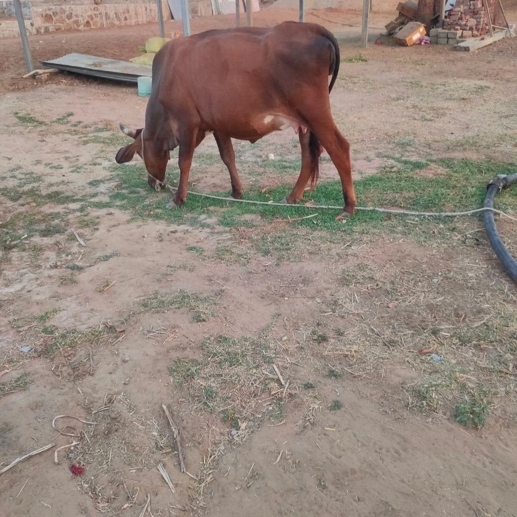 Sindhi Cow S0242, Lactation: 1, MilkPerDay: 14Litres, Pregnant: 9 Months, District: JALORE, State: RAJASTHAN