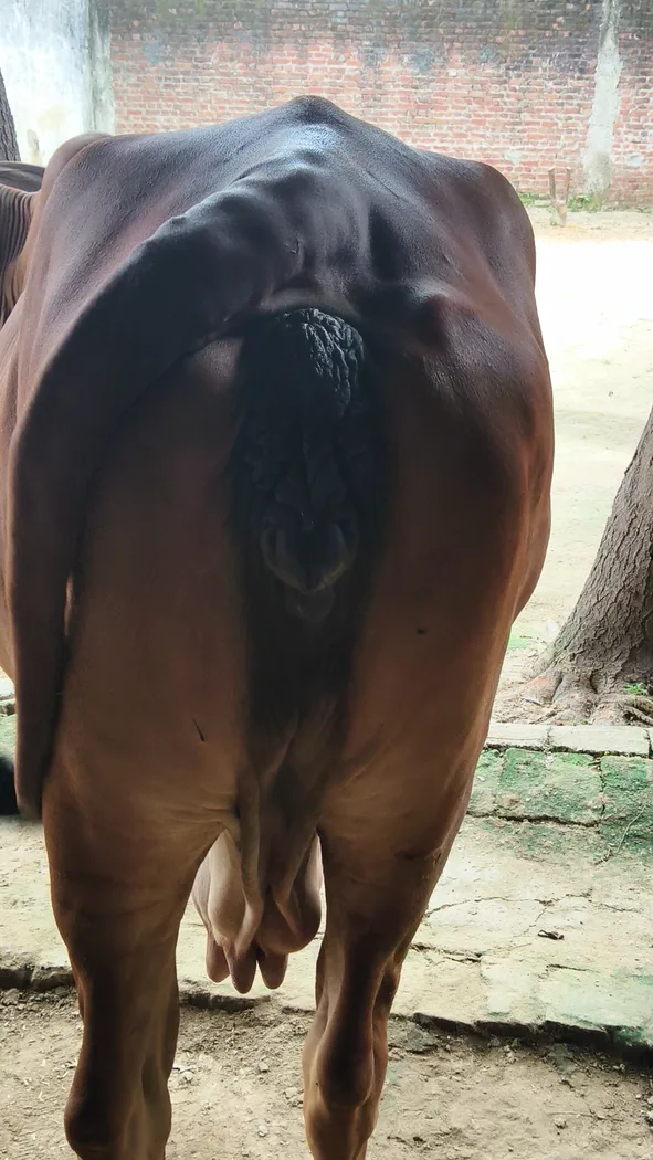 Sahiwal Cow in  UTTAR PRADESH
