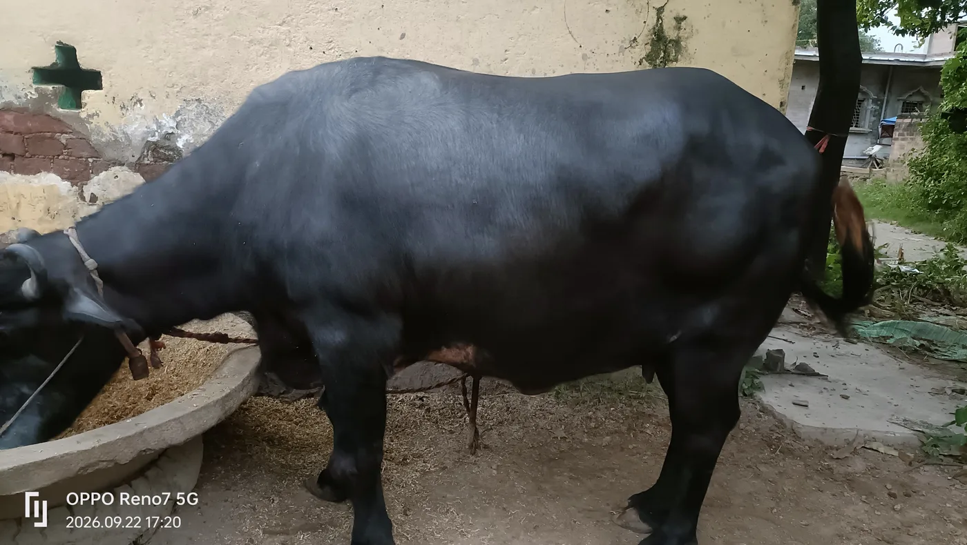 Murrah Buffalo M5149 in  BIHAR