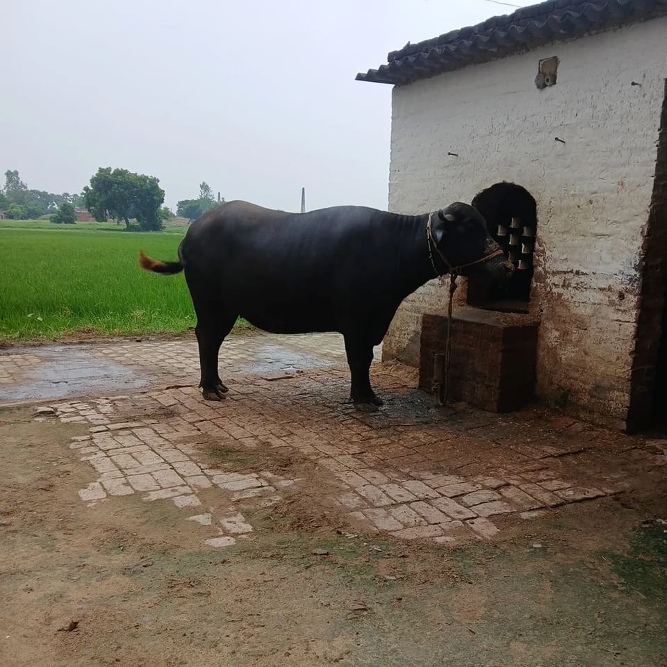 Murrah Buffalo in  UTTAR PRADESH