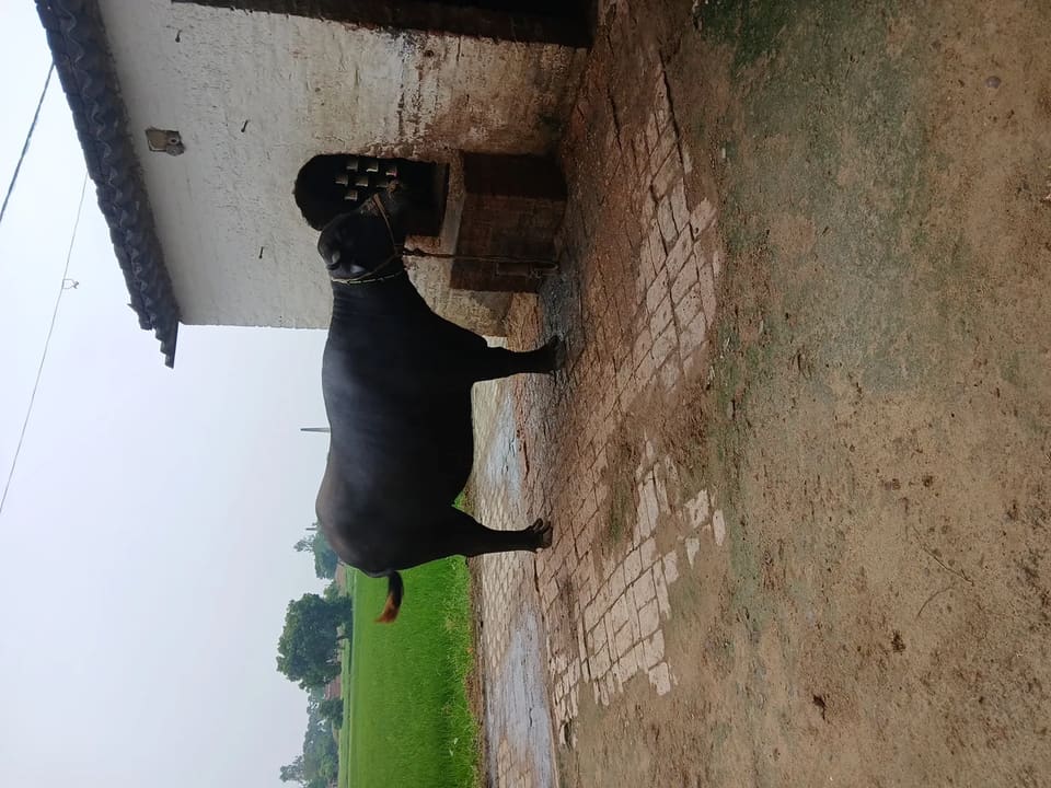 Others Buffalo in  UTTAR PRADESH