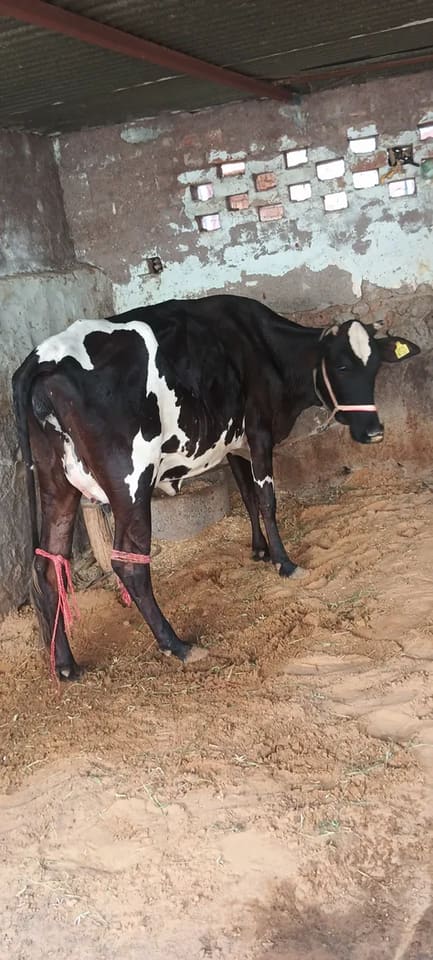 HF Cow H3123 in  RAJASTHAN