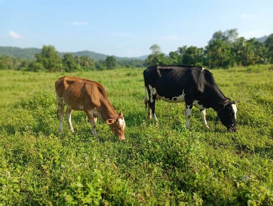 HF Cow H3259 in  KERALA
