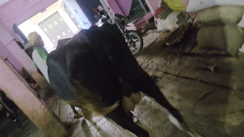 HF Cow H3409 in  BIHAR