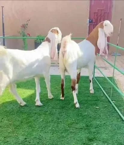 Sojat Goat S0338 in MADHYA PRADESH