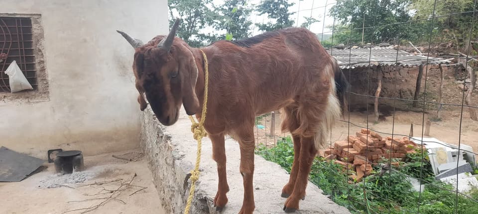 Sirohi Goat in  RAJASTHAN