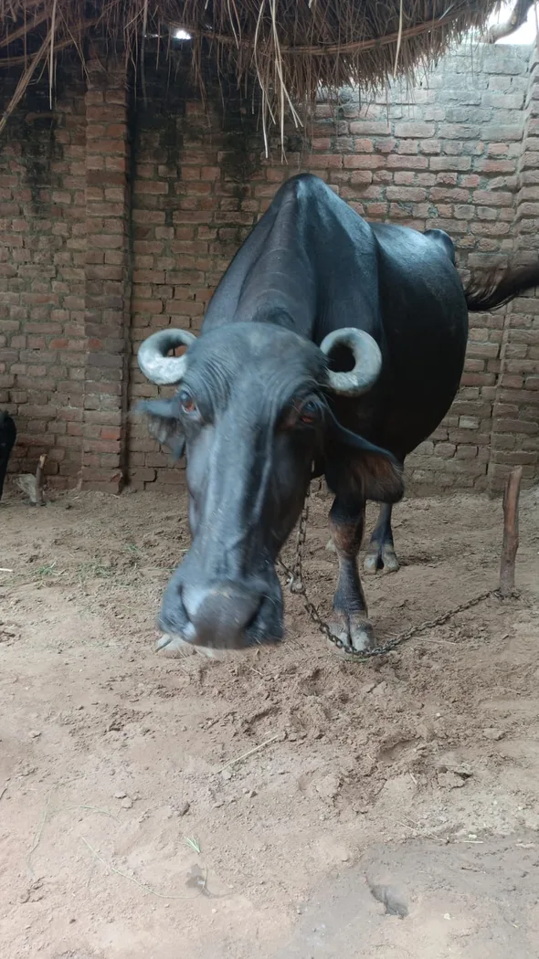 Others Buffalo in  HARYANA