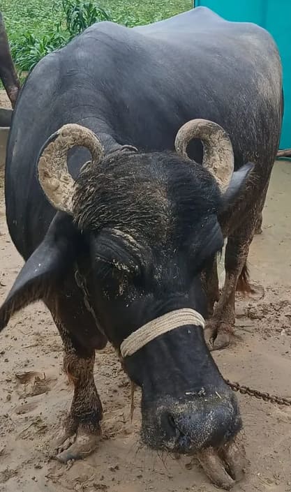 Murrah Buffalo in  RAJASTHAN