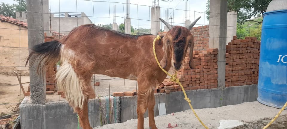 Sirohi Goat in  RAJASTHAN