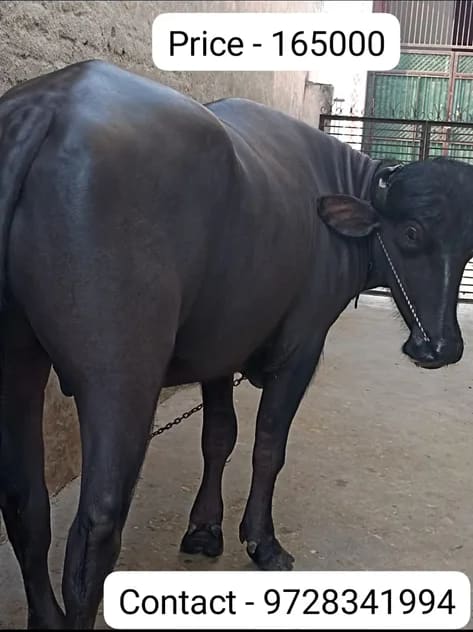 Murrah Buffalo M4589 in  HARYANA
