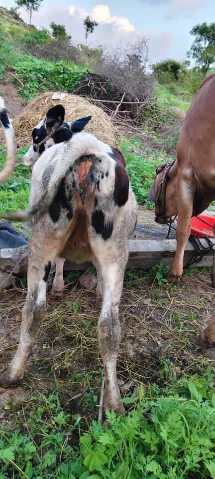 HF Cow in  MAHARASHTRA