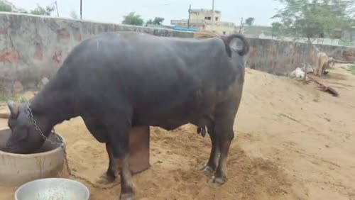 Murrah Buffalo in  RAJASTHAN
