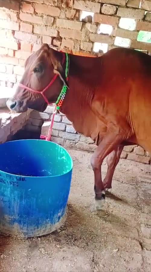 Sahiwal Cow in  UTTAR PRADESH
