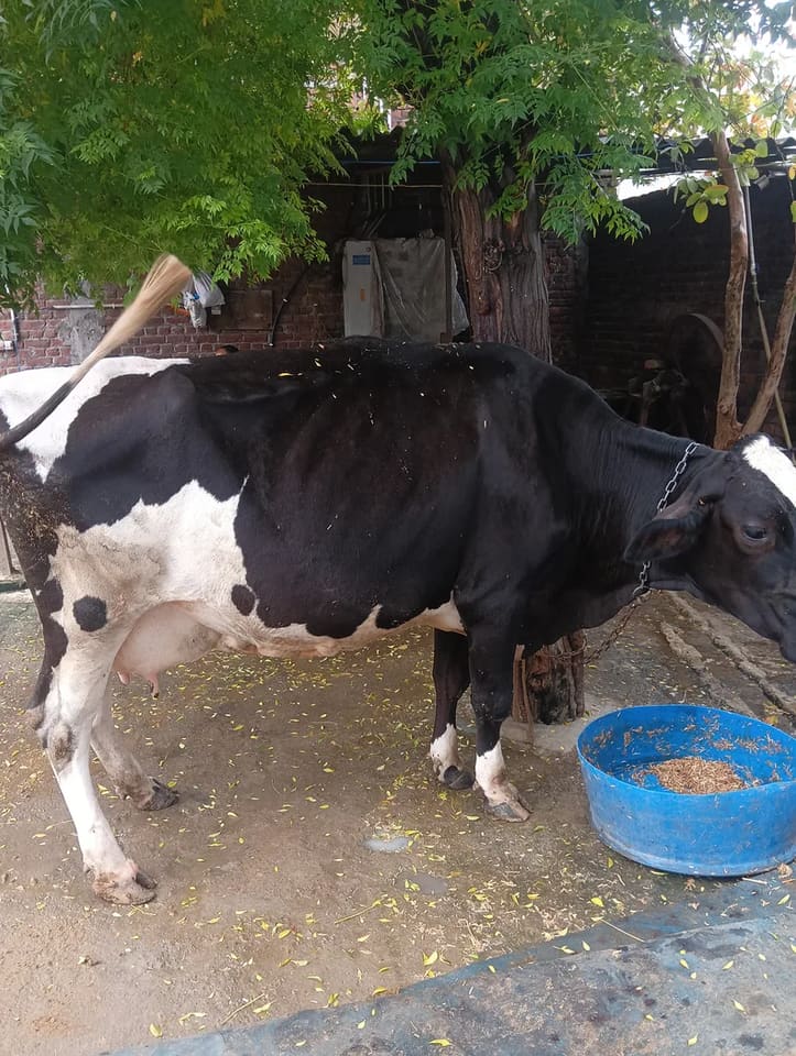 HF Cow in  UTTAR PRADESH