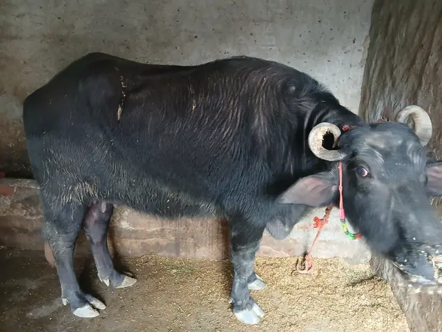 Murrah Buffalo M3884, Lactation: 2, MilkPerDay: 10Litres, District: PANIPAT, State: HARYANA