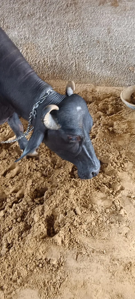 Others Buffalo in  RAJASTHAN