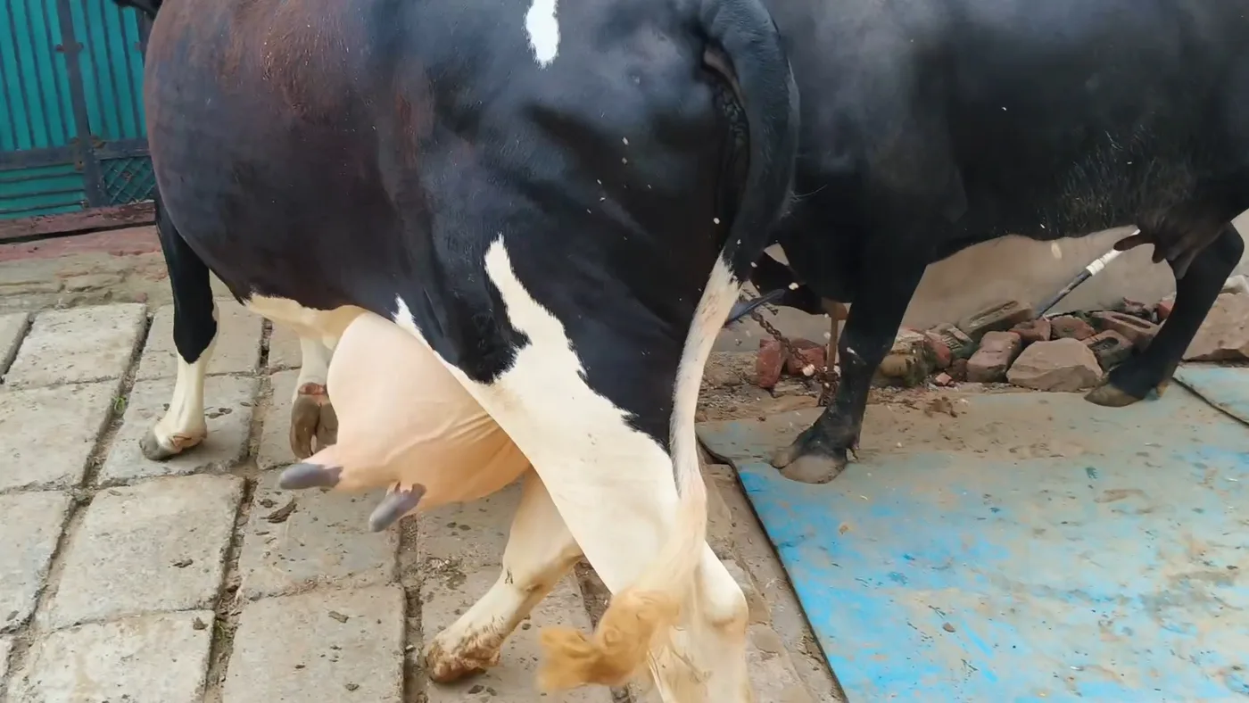 HF Cow H3079 in  HARYANA