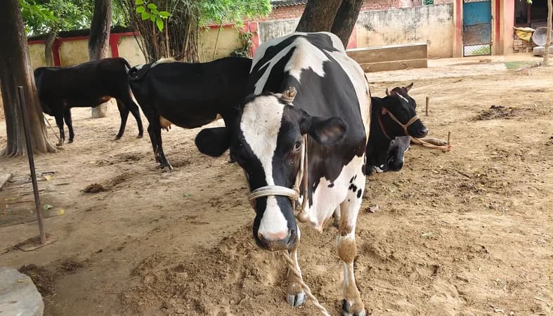 HF Cow H3258 in  UTTAR PRADESH