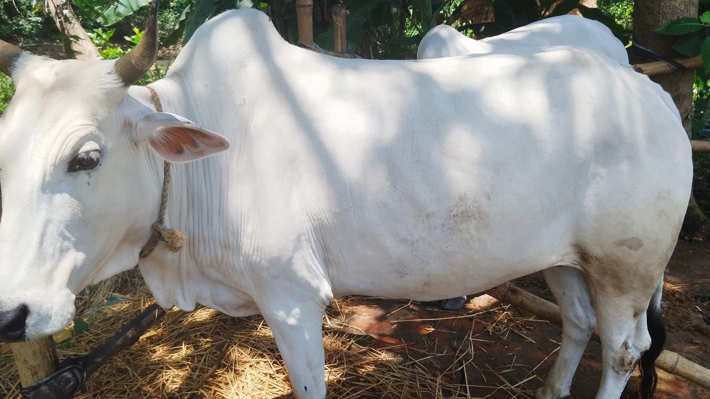 ONGOLE Cow O0202