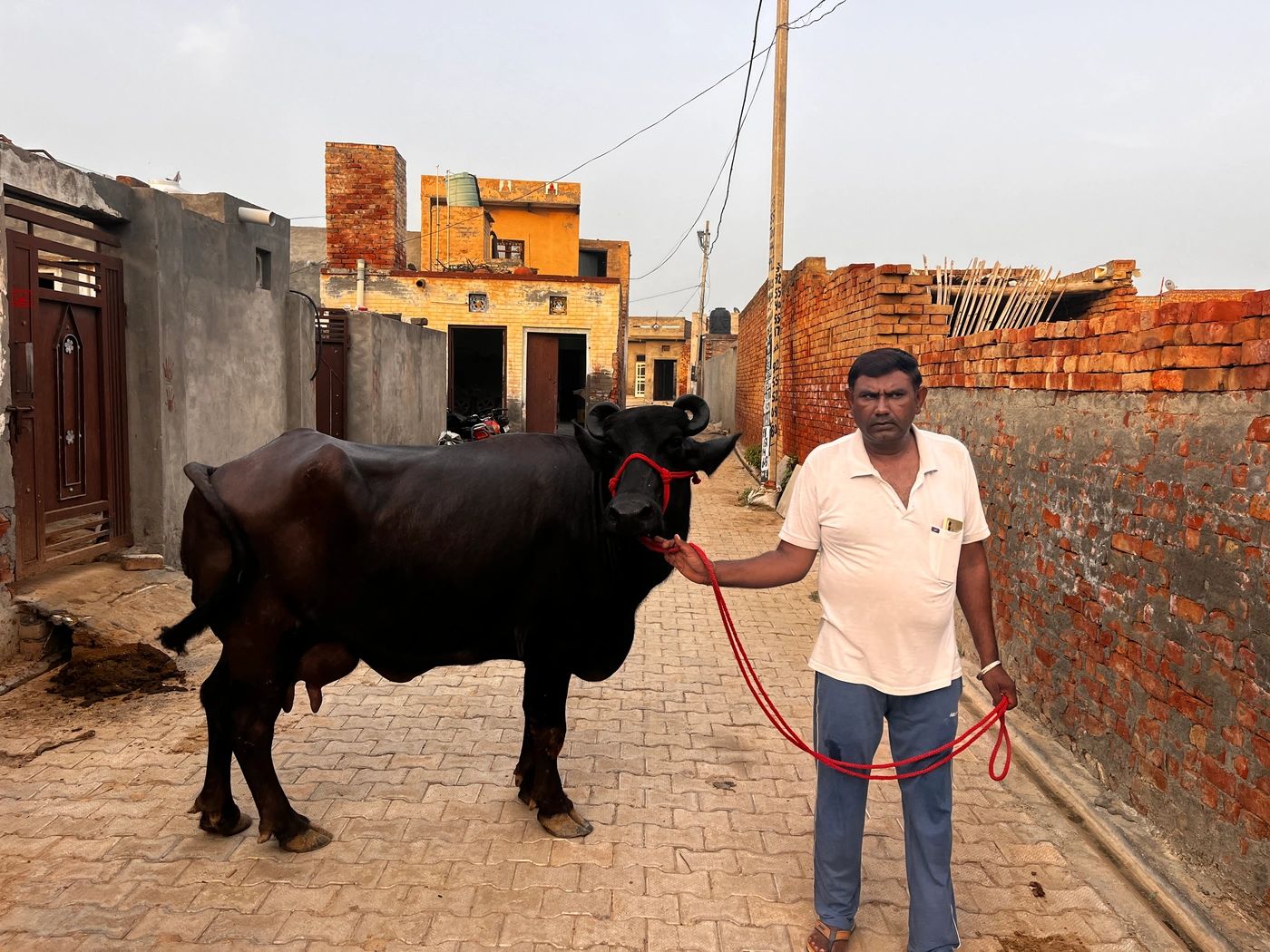 Murrah Buffalo M4569 in  HARYANA