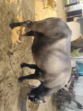 Murrah Buffalo M3350, Lactation: 1, MilkPerDay: 11Litres, District: JHUNJHUNU, State: RAJASTHAN