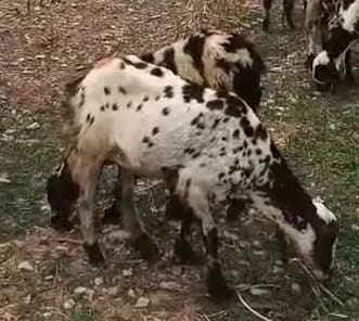 Others Sheep in  ANDHRA PRADESH