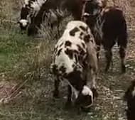 Others Sheep in  ANDHRA PRADESH