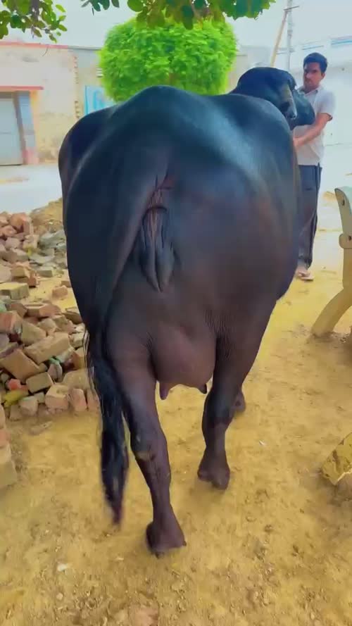 Jafarabadi Buffalo in  HARYANA