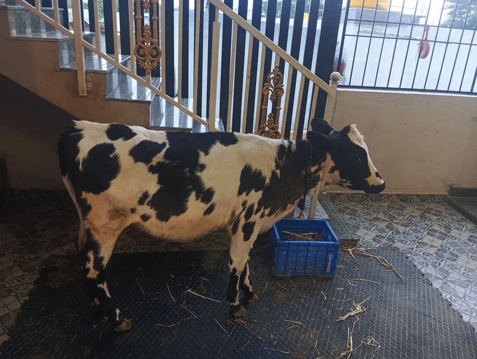 HF Cow in  KARNATAKA