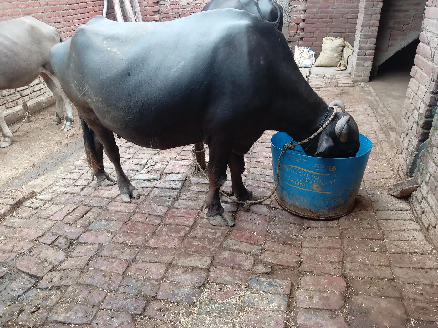 Khundi Buffalo O0442 in  UTTAR PRADESH