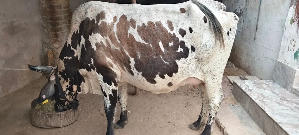 Others Cow in  RAJASTHAN