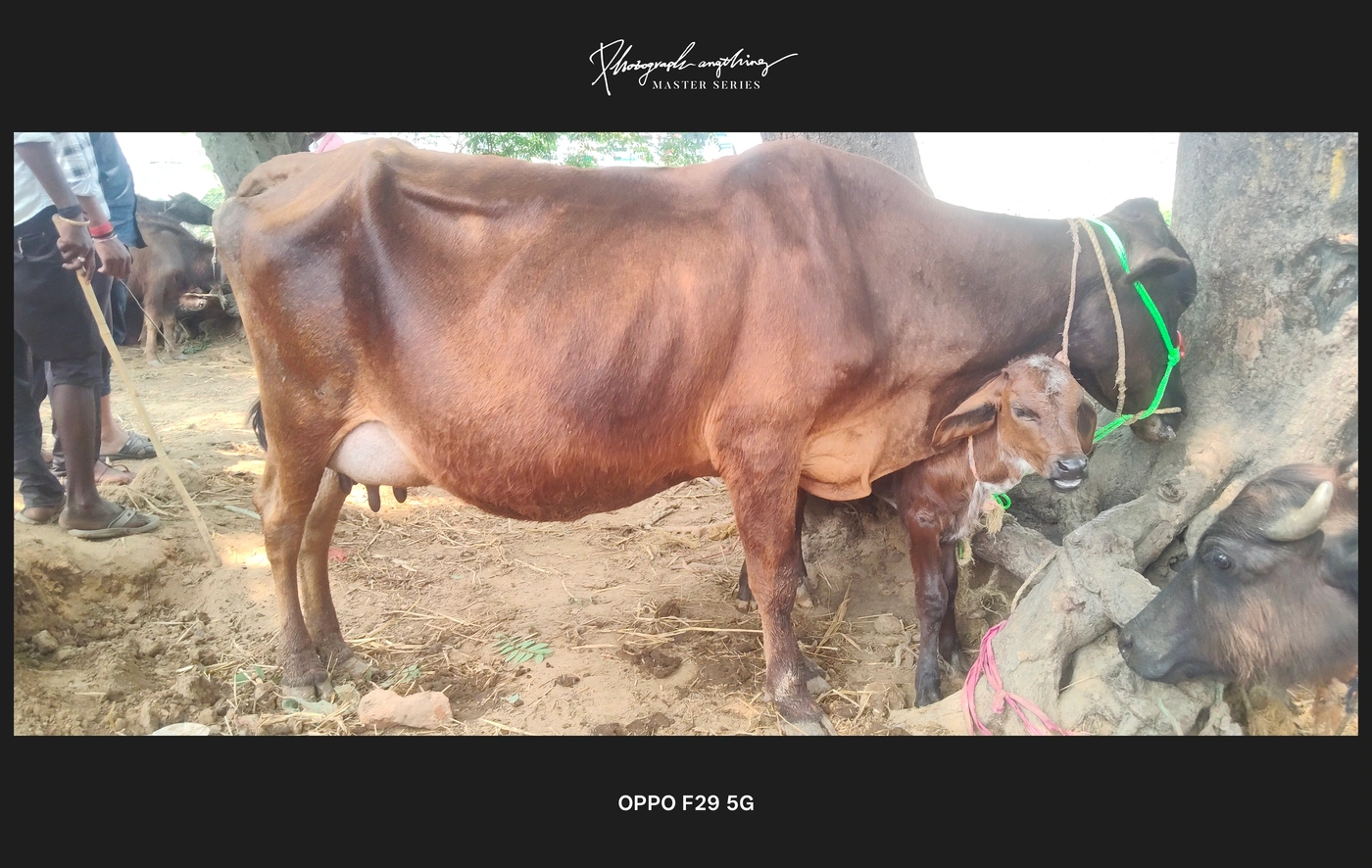 Jersey Cow J1338, Lactation: 3, MilkPerDay: 11Litres, District:  NAWADA, State:  BIHAR