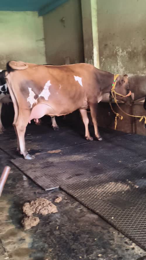 HF Cow in  JHARKHAND