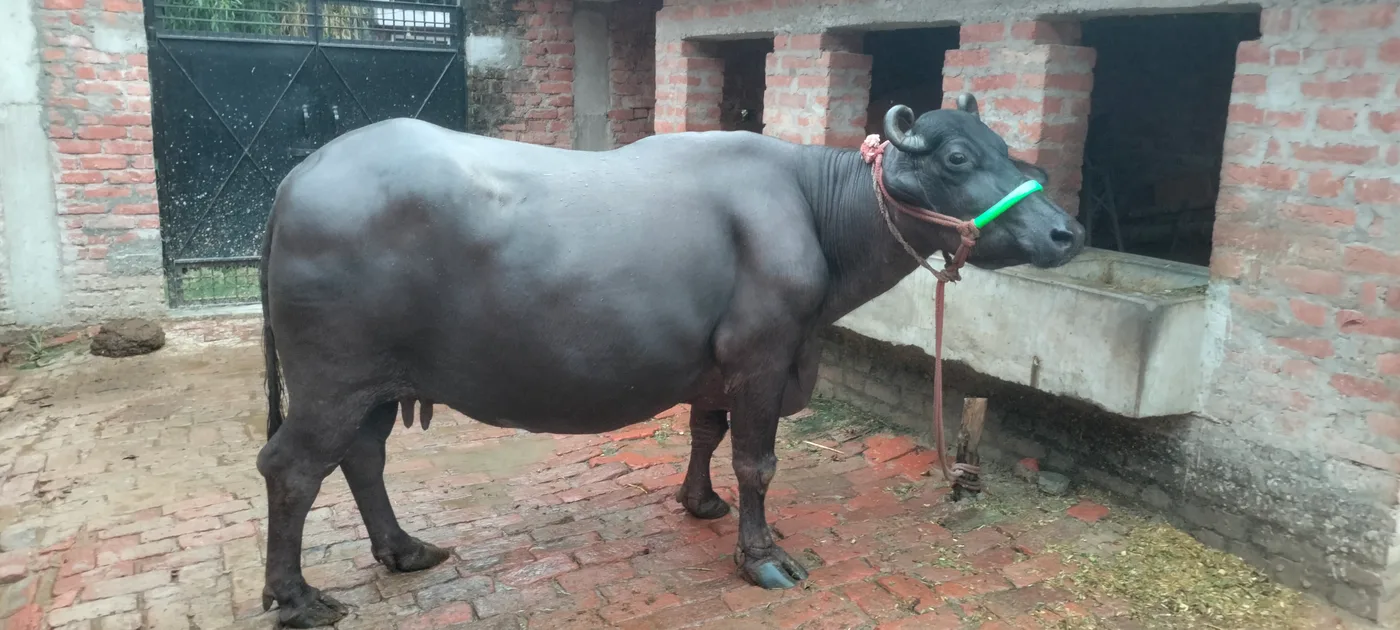 Murrah Buffalo in  UTTAR PRADESH