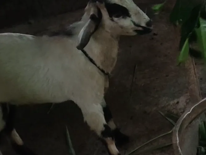 Others Goat in  KERALA