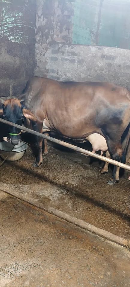 Jersey Cow in  ODISHA