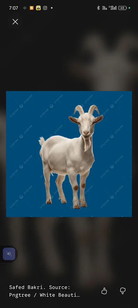 Boer Goat in  UTTAR PRADESH