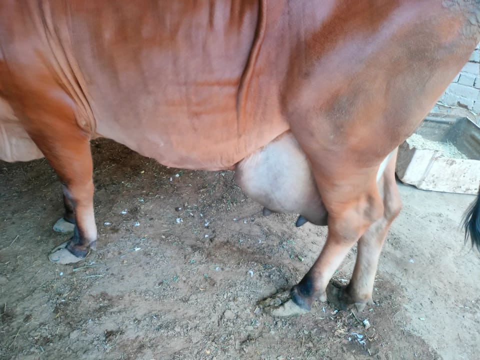 Gir Cow in  RAJASTHAN