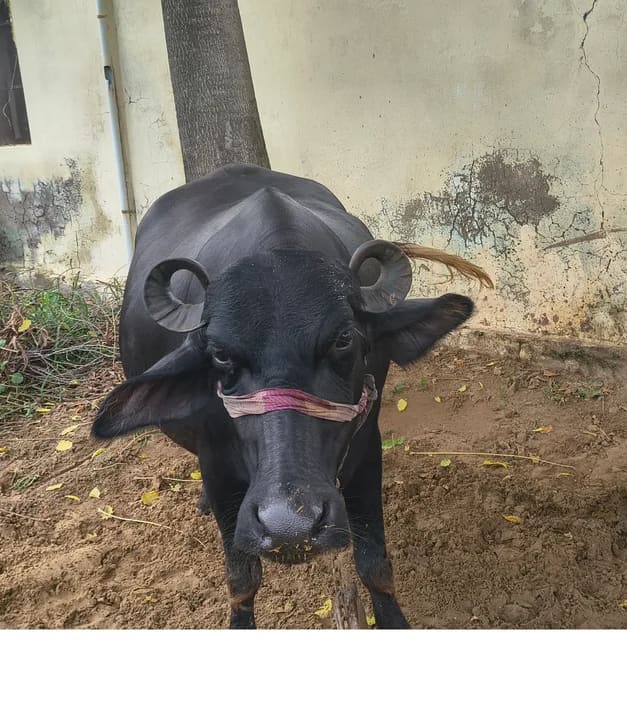 Murrah Buffalo in  RAJASTHAN