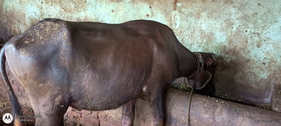 Murrah Buffalo in UTTAR PRADESH