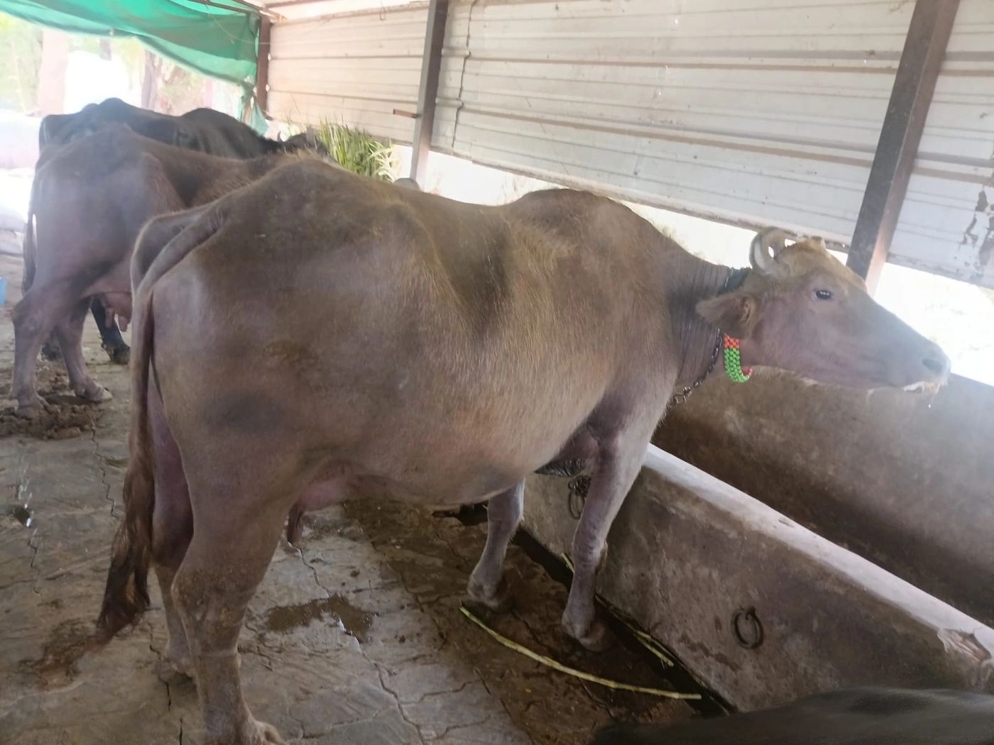 Banni  Buffalo B0515, Lactation: 3, MilkPerDay: 3Litres, Pregnant: 5 Months, District:  VADODARA, State:  GUJARAT